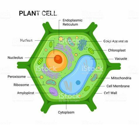 Discovered plant cells are filled with nucleolus