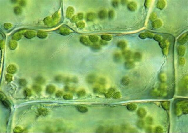 Cells are the building blocks