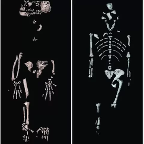 Fosil Lucy ( Australopithecus)
