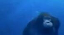 Timeline: L'evoluzione della specie umana