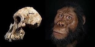 Australopithecus anamensis
