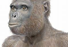 Ardipithecus ramidus