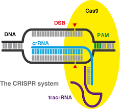 CRISPR-Cas9