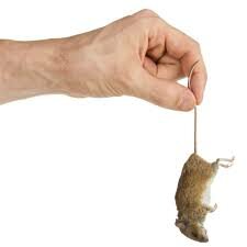 Lennie kills a mouse