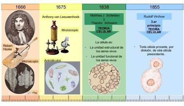 Principios de la teoría celular