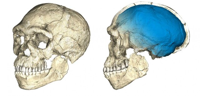 Homo Sapiens appears (195.000 years ago)