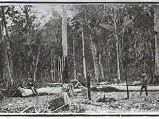 Stringybark Creek Shootout