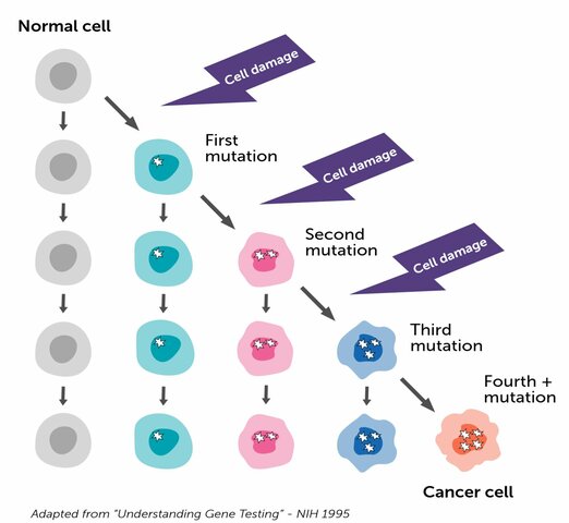 Genetic damage occurs in a cell