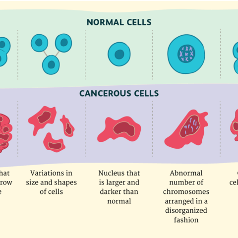 Behavior of a cancer cell