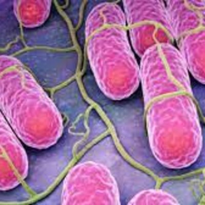 Timeline: Historia de la Tinción de Gram