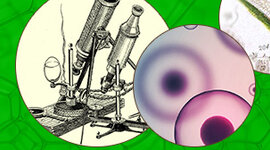 Timeline: Биологические открытия