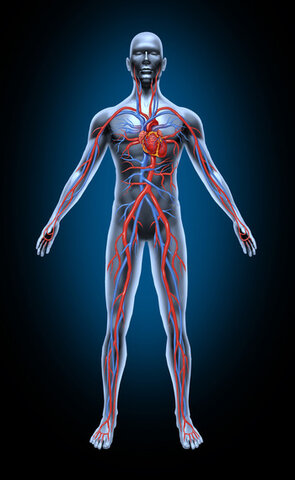 Circulation of blood in the body