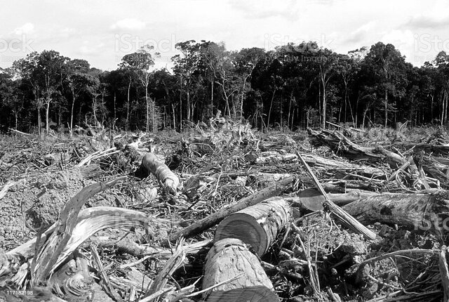 Carta del Belgrado, Yugoslavia 1975