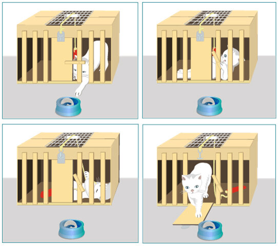 Psicología- Thorndike