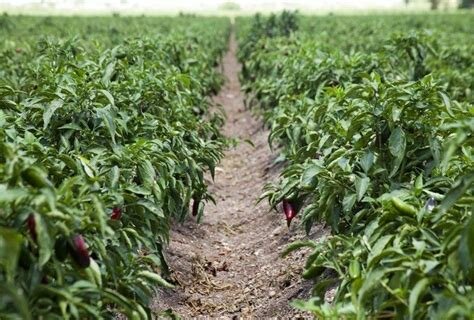 Descubrimiento de mi pasión por la naturaleza