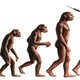 Evolución hombre