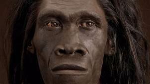 Homo erectus