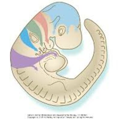 Timeline: Línea del tiempo, embriología. Ontogénesis del Sistema Nervioso.