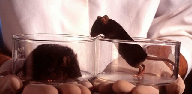 La unión britanica contra la vivisección