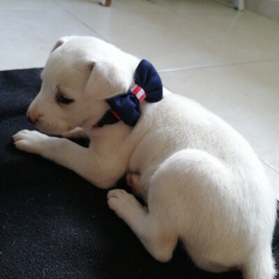 Timeline: Historia de las generaciones de los lenguajes de programación