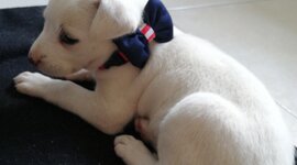 Timeline: Historia de las generaciones de los lenguajes de programación