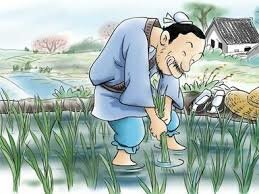 La historia del Arroz y china