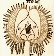 Paralelismo Psicofísico