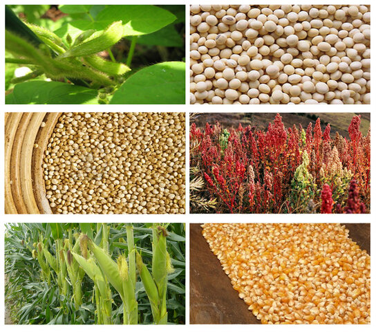 Los cultivos de NorteAmerica cambian