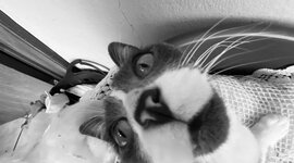 Timeline: Línea del tiempo Políticas y programas de alimentación y nutrición en México