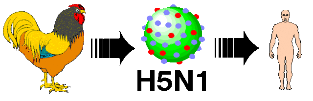Influenza A H5N1