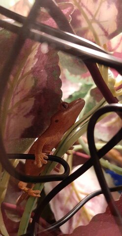 Got a gecko