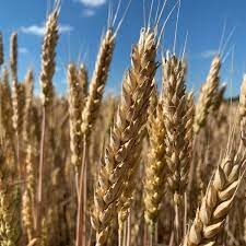 El trigo