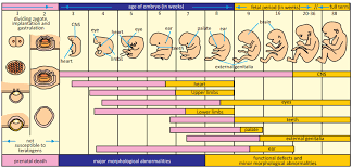 SEMANA 7 Y 8. PÉRIODO DE LA ORGANOGÉNESIS.