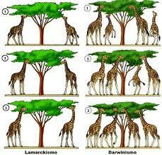 Darwin el padre de las teorías