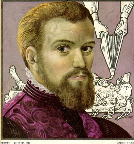 Siglo XVI - Andrés Vesalio Bélgica