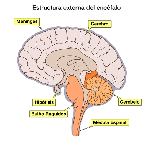 Teoría localizacionista. Siglo II