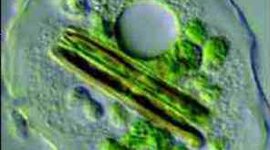 Timeline: Teoría Celular a través de la historia