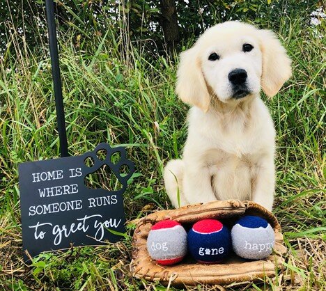 I got my golden retreiver