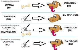 Pavlov y los estímulos