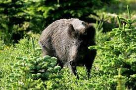 Sighting of the piglet