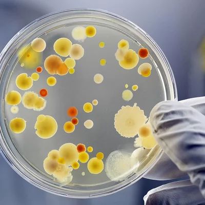 Timeline: Desarrollo de la Microbiología