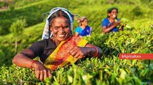 Subsidio a la producción agricola