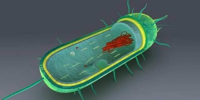 Células Procariotas