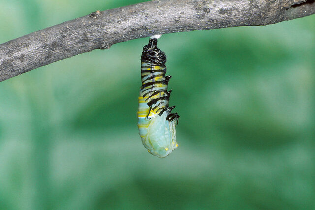 Pupating