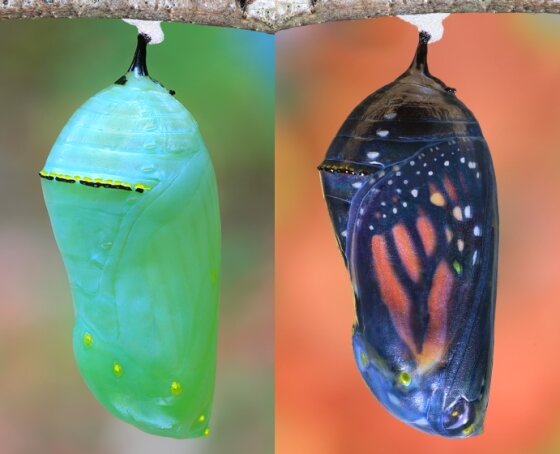Chrysalis