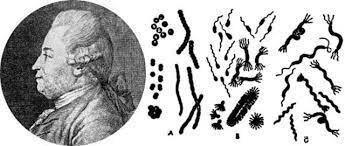 Primera clasificación de las bacterias