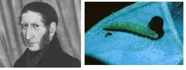 Enfermedades de origen microbiano