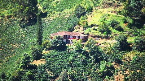 FINCA CAFETERA.