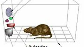 Timeline: origen y evolución del condicionamiento clásico y el condicionamiento operante