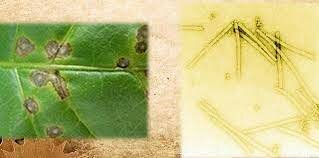 Aislamiento del primer virus vegetal